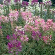 Image result for Cleome bororensis