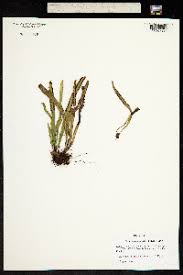 Image result for Grammitis cryptophlebia