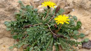 Image result for Andrachne ovalis