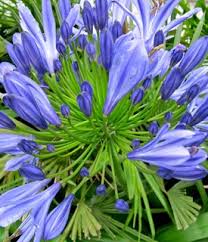 Image result for Ellipanthus