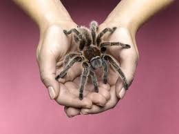 Keeping And Caring For Pet Chilean Rose Tarantulas Pet Spider Pet Tarantula Rose Tarantula