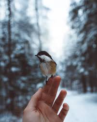 How I Got Seduced By Wildlife Photography Animal Photography Wildlife Wildlife Photography Animal Photography