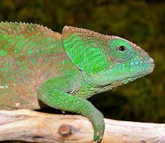 Get a 25.000 second endangered o'shaughnessy's chameleon (calumma oshaughnessyi) stock footage at 29.97fps. O Shaughnessy Chameleon Calumma O Shaughnessyi Female Wild Caught O Shaughnessy Chameleon From Madagascar Chameleon Breeds Wild Caught