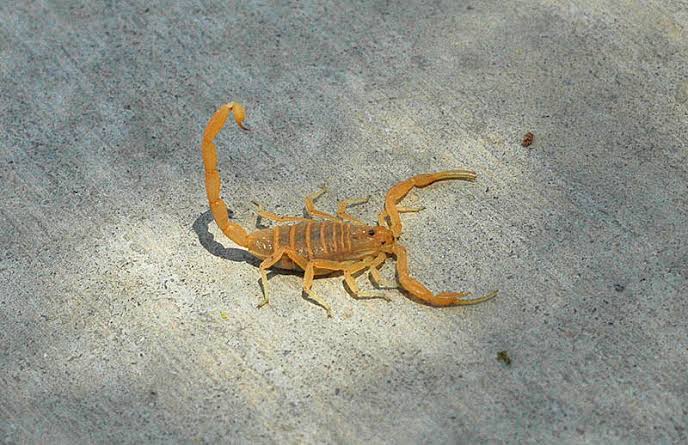 Scorpions - DesertUSA
