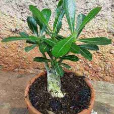 Bonsai, pohon kecil yang unik. Jual Pohon Bonsai Baru Harga Promo Diskon Original Blibli Com
