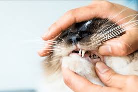 If your cat has an oral infection, it exposes the whole body to the bacteria in the mouth. Common Cat Dental Diseases My Vet Animal Hospital