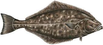 Halibut are the prized fish of the north pacific ocean. Atlantic Halibut Don T Let The Googly Eyes Fool You Talking Fish