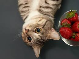 Well the good news is, cats can eat strawberries. Cats Archives Stalking Cat