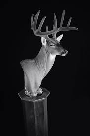 You'll want to continue to inject the solution down the vein lines until the preserve that's coming out of the tips of the tines is the same as the color as the solution. Velvet Whitetail Hunting Decor Deer Mount Ideas Hunting Trophy Room Ideas