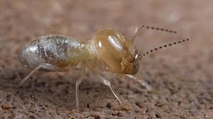 They find a good nest site and excavate it, and so are baby termites harmful, or are they innocent little creatures? Termite