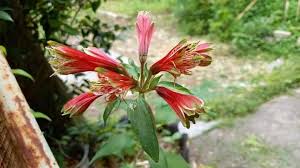 Image result for Alstroemeria pulchella