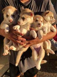 This puppy is named ray. Siberian Husky Puppies For Adoption Home Facebook