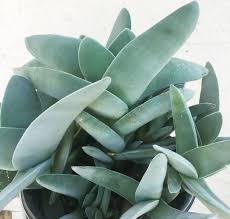 Image result for Crassula lanceolata