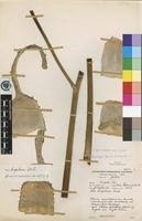 Image result for Aloe luapulana