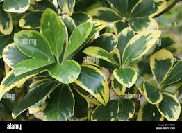 Image result for Corynocarpus