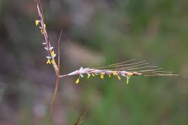 Image result for Hyparrhenia familiaris