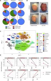 Trois raisons pour lesquelles les ruptures de stock sont systématiques. Dynamic Interstitial Cell Response During Myocardial Infarction Predicts Resilience To Rupture In Genetically Diverse Mice Sciencedirect