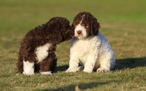 In 2006 our first imported stud dog arrived, the now grand ch kan trace at greydove (imp croatia) who in turn became the first lagotto in australia to win an all breeds best in. Lagotto Romagnolo Dog Breed Information Images Characteristics Health