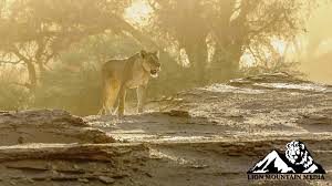 The skeleton coast is the northern part of the atlantic coast of namibia and south of angola from the kunene river south to the swakop river, although the name is sometimes used to describe the entire namib desert coast. Lion Mountain Media On Twitter Phantoms Of The Skeleton Coast Namibia S Desert Lions Kunene Region Https T Co 1adushtctb Lion Bigcats Namib Desertwildlife Nature Wildlife Natureisbeautiful Wildlifephotography Mothernature Https T Co