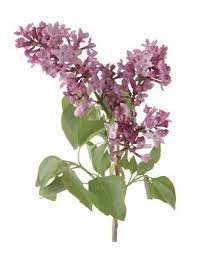 How To Root A Lilac From A Branch Lilac Tree Lilac Bushes Lilac Plant