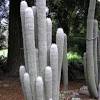 El cleistocactus strausii is a columnar cactus native to bolivia and northern argentina that it is characterized by having erect and thin stems up to 2m high and about. 1