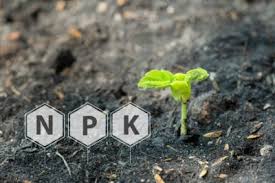 The impact of phosphorus in plants cannot be understated. Too Much Phosphorus In Soil How To Correct High Phosphorus Levels