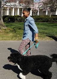 Også sittende president joe biden har to hunder, begge schæfere. Obama Har Skaffat En Ny Hund Svensk Dam