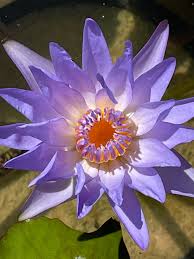 Image result for Nymphaea divaricata