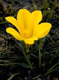 Image result for Moraea clavata