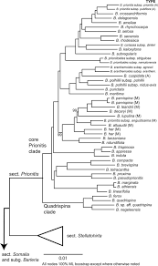 Image result for Barleria mackenii