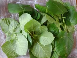 ウンベラータ 剪定と植替えを同時にしましたよ きままきまぐれ植物日記