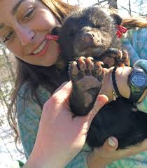 In the Field: Tagging Bear Cubs in Northern Maine