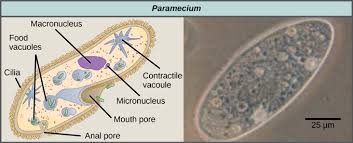 Rhizarians | Overview, Types & Characteristics - Lesson | Study.Com