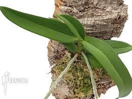 Image result for Diaphananthe vesicata