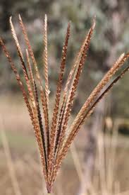 Image result for Chloris gayana