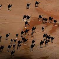 See more ideas about camels, deserts, deserts of the world. Camel Shadows In The Desert