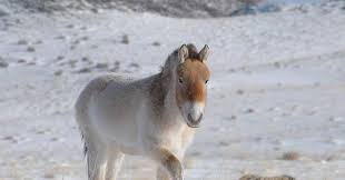 Kellon colt sore is a term used by trainers of young racehorses to describe a horse that is not progressing well in training, seeming uncomfortable and showing poor gaits but typically without any obvious source of lameness. 700 000 Year Old Horse Genome Shatters Record For Sequencing Of Ancient Dna Wired