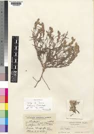 Image result for Zornia milneana