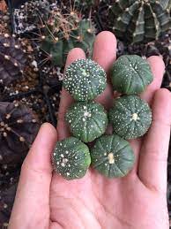 Cactus Cacti Succulent Succulents Gymnocalycium Gymno Plant Plants Xuongrong Erialshop Saigon Cactilover Cactilove Kaktus Sukulent Sus