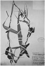 Image result for Psophocarpus lancifolius