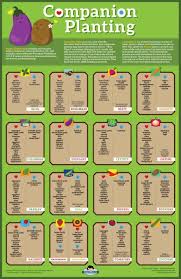 Before we jump into the good stuff, keep in mind. Companion Planting Chart Visual Guide Plan Your Organic Etsy In 2021 Companion Gardening Companion Planting Chart Garden Companion Planting