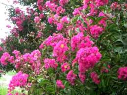 Florece al final del verano y hasta otoño (marzo a mayo) en las ramas del año. Crespon Youtube
