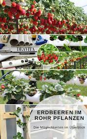 Grundsatzlich Gibt Es Zwei Varianten Erdbeeren Im Rohr Zu Pflanzen Vertikal Und Horizontal Wir Erzahlen Ihnen W Pflanzen Erdbeeren Pflanzen Garten Pflanzen