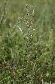 Image result for Buchnera leptostachya