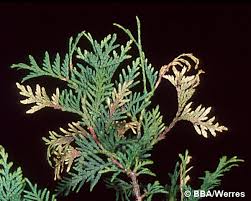 Image result for kabatina thujae