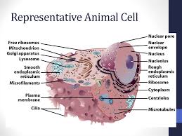 Maybe you would like to learn more about one of these? Cell Structure Cell Theory Prezentaciya Onlajn
