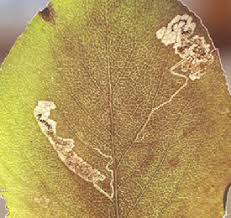 Image result for Stigmella pyri