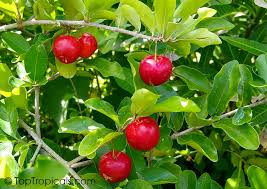 You will be receiving one plant that is between 2.5 and 6 inches in height shipped in a 3 inch deep pot. Malpighia Glabra Barbados Cherry Acerola Malphigia Cerejeira Toptropicals Com