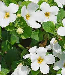 Image result for foto bacopa