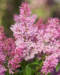 Image result for Syringa prestoniae